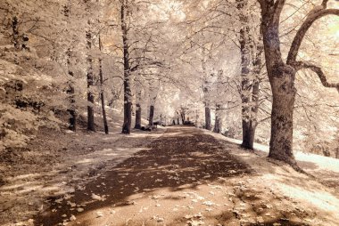 forest park içinde asfalt yol. kızılötesi görüntü