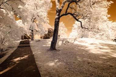 forest park içinde asfalt yol. kızılötesi görüntü