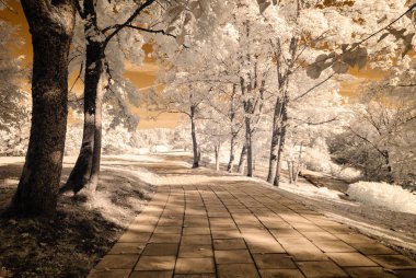 forest park içinde asfalt yol. kızılötesi görüntü