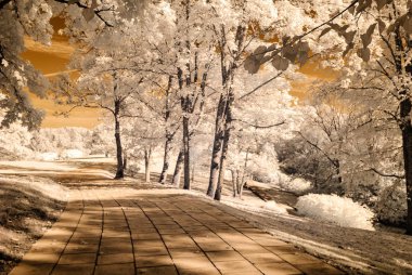 forest park içinde asfalt yol. kızılötesi görüntü