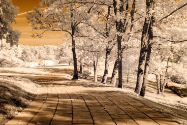 forest park içinde asfalt yol. kızılötesi görüntü