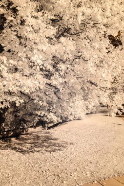 kamu Parkı Turaida Sigulda, Letonya görünümünde. kızılötesi görüntü