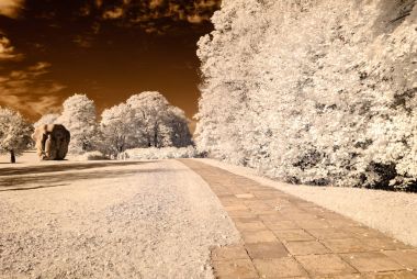 forest park içinde asfalt yol. kızılötesi görüntü