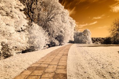 forest park içinde asfalt yol. kızılötesi görüntü