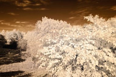 kamu Parkı Turaida Sigulda, Letonya görünümünde. kızılötesi görüntü