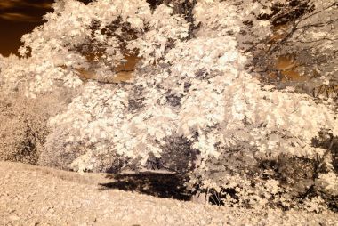 kamu Parkı Turaida Sigulda, Letonya görünümünde. kızılötesi görüntü