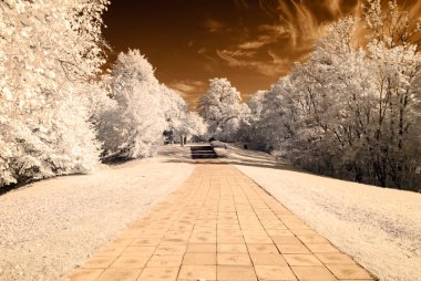 forest park içinde asfalt yol. kızılötesi görüntü