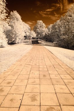 forest park içinde asfalt yol. kızılötesi görüntü