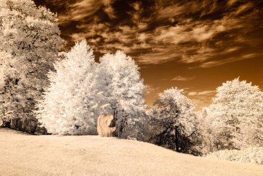 kamu Parkı Turaida Sigulda, Letonya görünümünde. kızılötesi görüntü