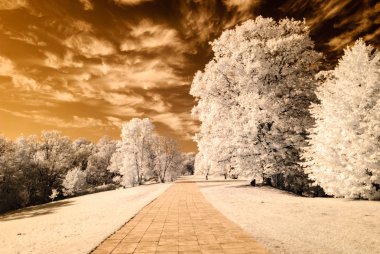 forest park içinde asfalt yol. kızılötesi görüntü