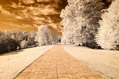 forest park içinde asfalt yol. kızılötesi görüntü