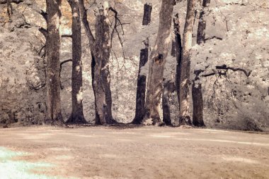 kamu Parkı Turaida Sigulda, Letonya görünümünde. kızılötesi görüntü