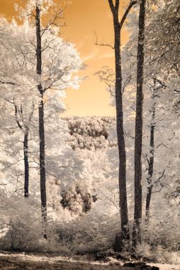 kamu Parkı Turaida Sigulda, Letonya görünümünde. kızılötesi görüntü