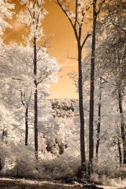kamu Parkı Turaida Sigulda, Letonya görünümünde. kızılötesi görüntü