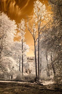 kamu Parkı Turaida Sigulda, Letonya görünümünde. kızılötesi görüntü