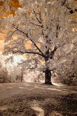 kamu Parkı Turaida Sigulda, Letonya görünümünde. kızılötesi görüntü