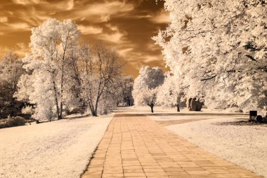 forest park içinde asfalt yol. kızılötesi görüntü