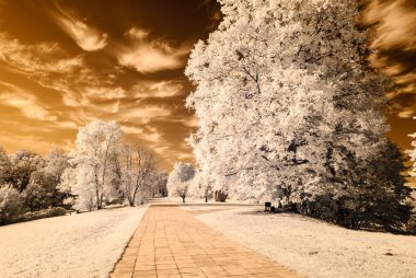 forest park içinde asfalt yol. kızılötesi görüntü