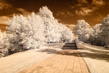 forest park içinde asfalt yol. kızılötesi görüntü