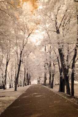 forest park içinde asfalt yol. kızılötesi görüntü