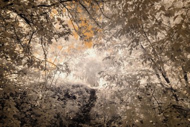 Riga, Letonya panoramik manzarasını Daugava Nehri üzerinde. sonbahar co