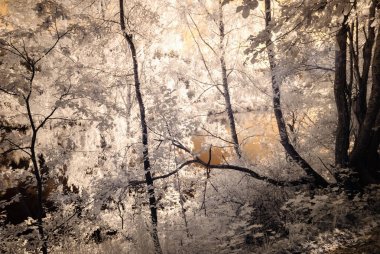kamu Parkı Turaida Sigulda, Letonya görünümünde. kızılötesi görüntü