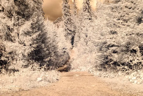 dağ manzara orman. kızılötesi görüntü