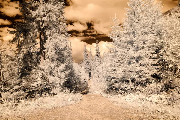 Vista a la montaña desde el bosque. imagen infrarroja — Foto de Stock