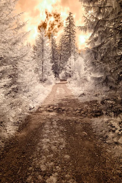 dağ manzara orman. kızılötesi görüntü