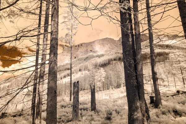 dağ manzara orman. kızılötesi görüntü