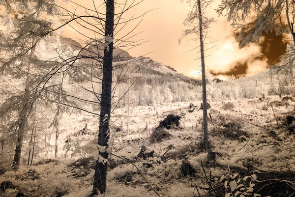 dağ manzara orman. kızılötesi görüntü