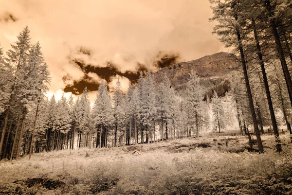 dağ manzara orman. kızılötesi görüntü