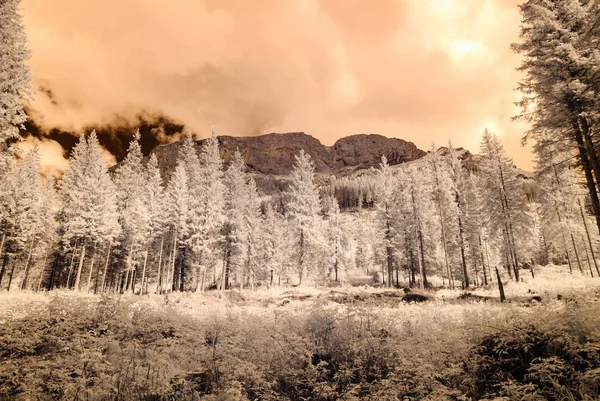 dağ manzara orman. kızılötesi görüntü