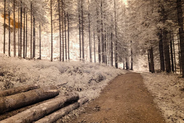 paved road in forest park. infrared image