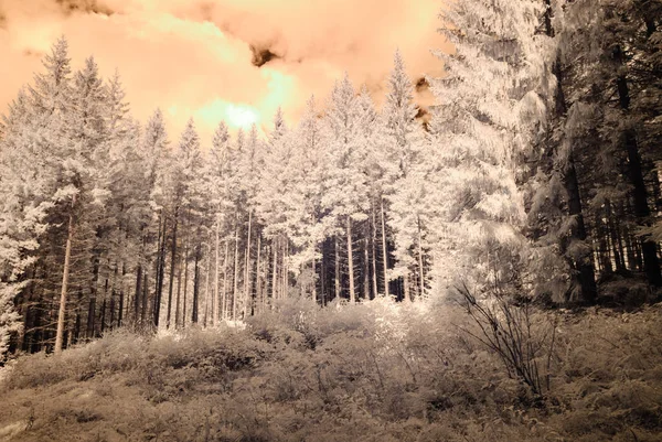 Bergsutsikt från skogen. infraröd bild — Stockfoto