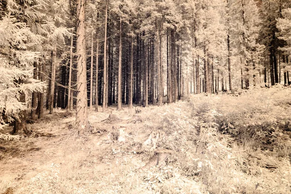 Bergsutsikt från skogen. infraröd bild — Stockfoto