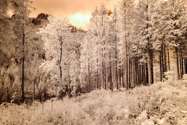 Bergsutsikt från skogen. infraröd bild — Stockfoto
