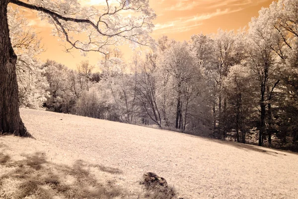 kamu Parkı Turaida Sigulda, Letonya görünümünde. kızılötesi görüntü
