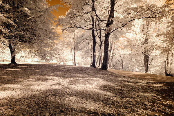 kamu Parkı Turaida Sigulda, Letonya görünümünde. kızılötesi görüntü