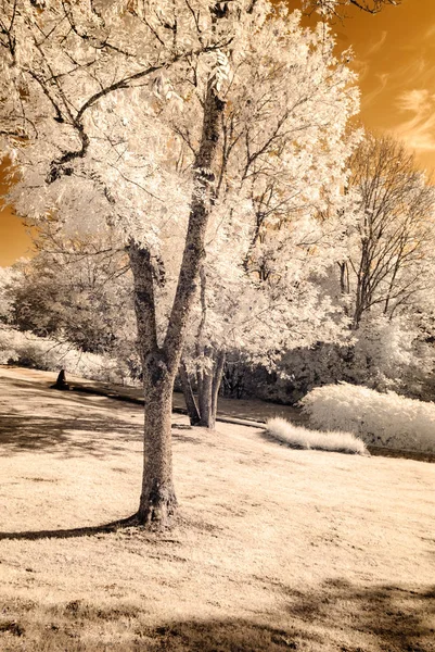 Vista al parque público en Turaida Sigulda, Letonia. imagen infrarroja —  Fotos de Stock