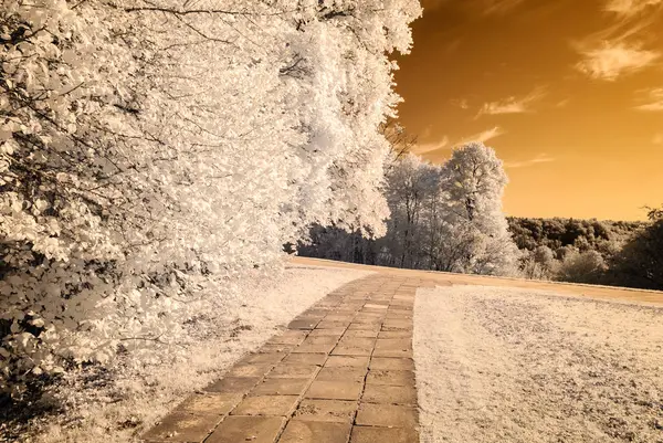 forest park içinde asfalt yol. kızılötesi görüntü