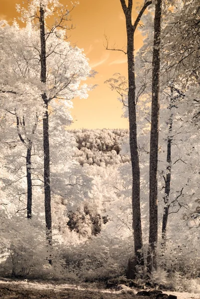 kamu Parkı Turaida Sigulda, Letonya görünümünde. kızılötesi görüntü