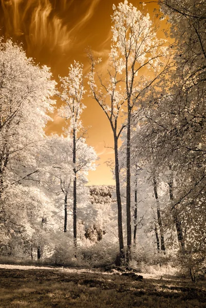 kamu Parkı Turaida Sigulda, Letonya görünümünde. kızılötesi görüntü