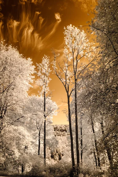 kamu Parkı Turaida Sigulda, Letonya görünümünde. kızılötesi görüntü