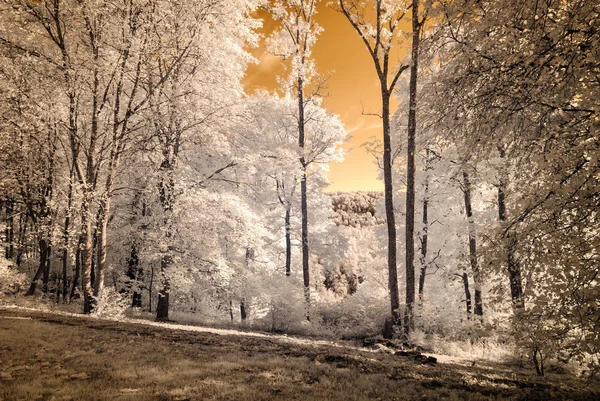 Blick auf den öffentlichen Park in Turaida sigulda, Lettland. Infrarotbild — Stockfoto