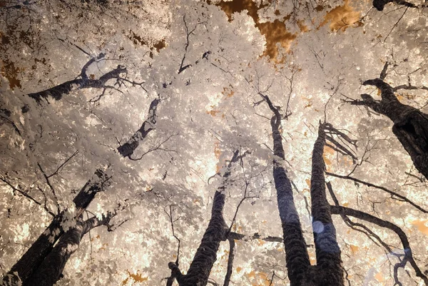 kamu Parkı Turaida Sigulda, Letonya görünümünde. kızılötesi görüntü