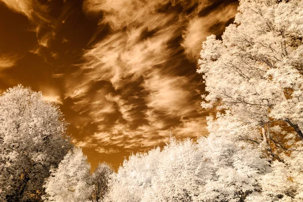 Vista al parque público en Turaida Sigulda, Letonia. imagen infrarroja —  Fotos de Stock