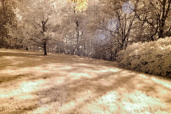 kamu Parkı Turaida Sigulda, Letonya görünümünde. kızılötesi görüntü