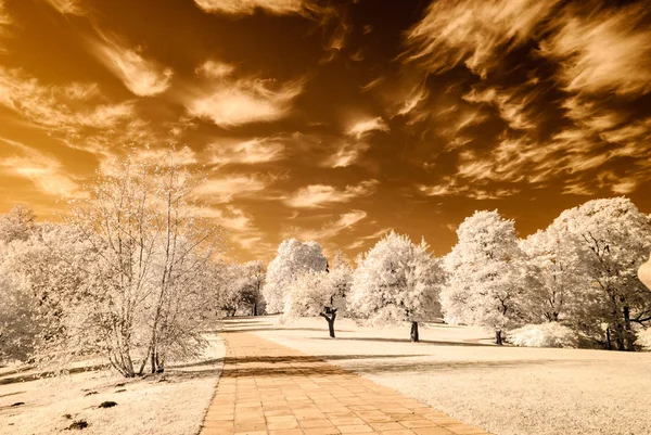 forest park içinde asfalt yol. kızılötesi görüntü