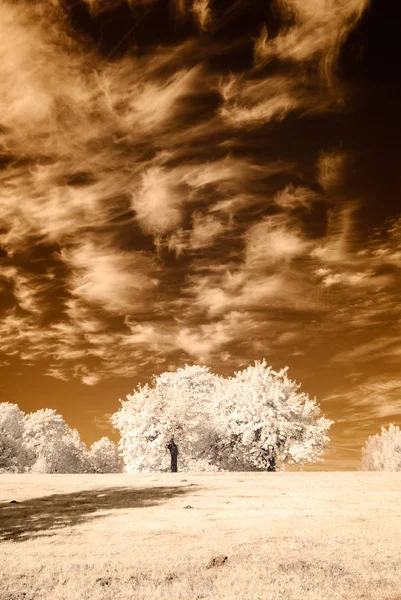 kamu Parkı Turaida Sigulda, Letonya görünümünde. kızılötesi görüntü
